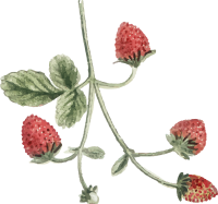 same poziomki_1@300x-8